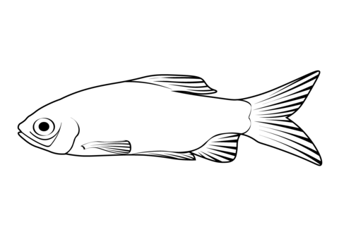 Rosy Barb (Pethia Conchonius) Coloring Page